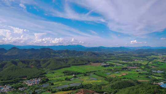 景观水田夏季