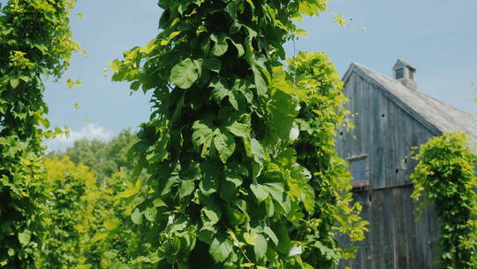 啤酒花植物和木房子
