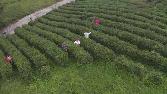 湖北恩施绿色户外清新茶园航拍风光