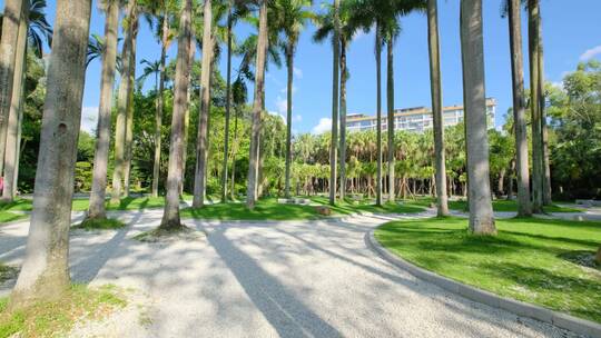 唯美阳光高大的棕榈树林大王椰子树
