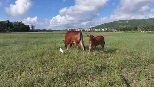 农田里悠闲吃草的黄牛