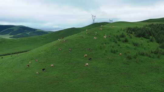 【航拍】草原风景 坝上草原 草原天路