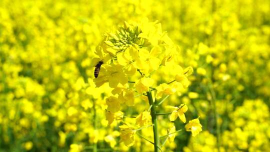 油菜花 蜜蜂采蜜