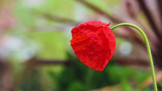 春天盛开的郁金香花