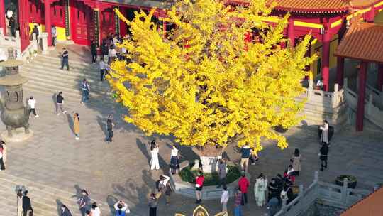 长沙洗心禅寺银杏航拍