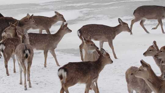 雪地中鹿群集结与迁移画面