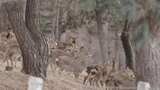 雪地中鹿群集结与迁移画面高清在线视频素材下载