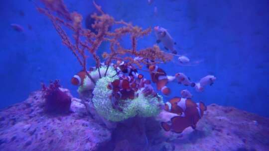 珊瑚小丑鱼雀鲷鱼缸海洋馆