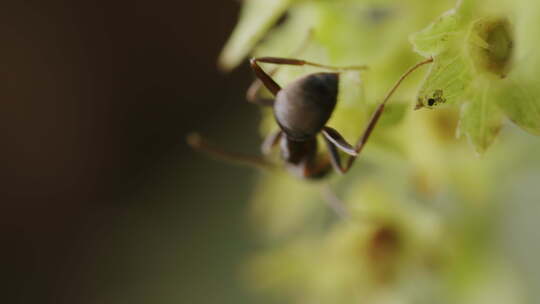 蚂蚁在植物上，特写在外面