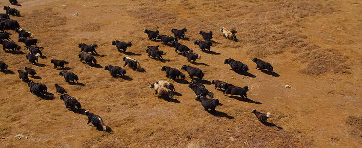 西藏藏羚羊牦牛