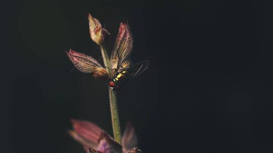 花上的蝇子特写