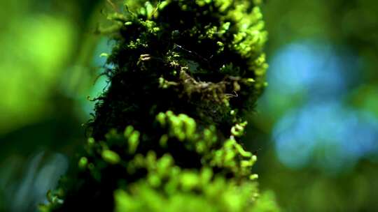 大森林微观植物大自然微距绿色生态稀有物种