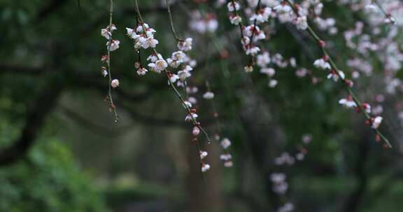 唯美垂枝梅梅花枝条摇曳特写