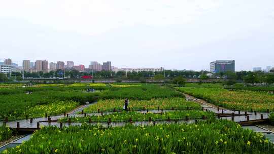 航拍深圳光明区楼村湿地公园风景