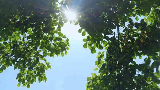 阳光穿过树叶夏日逆光绿叶蓝天