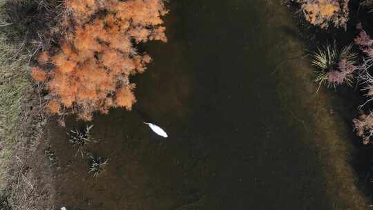 赤金峡水库胡杨林湿地