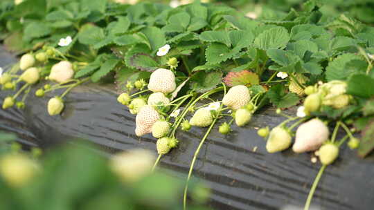 农民田间劳动种植蔬菜蔬菜大棚里的蔬菜草莓视频素材模板下载