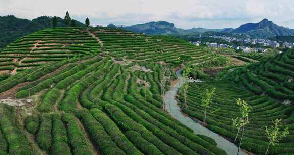 武夷山核心产区茶园星村镇岩茶福建0432