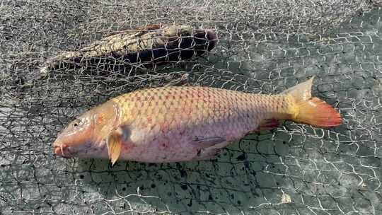 冰封湖面上的传统捕鱼