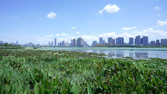 武汉武昌区沙湖公园风景