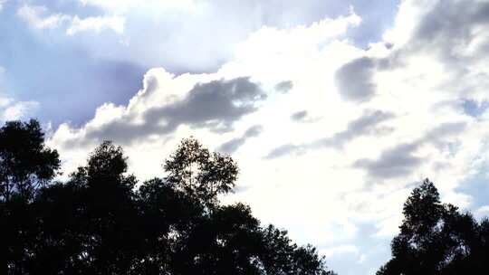 天空阳光透过树叶间隙逆光树林剪影阳光照射