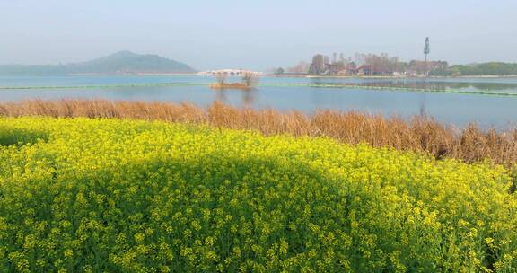 武汉东湖万国公园油菜花海