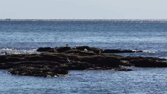海边礁石群海鸥栖息飞翔慢镜头海浪拍打礁石