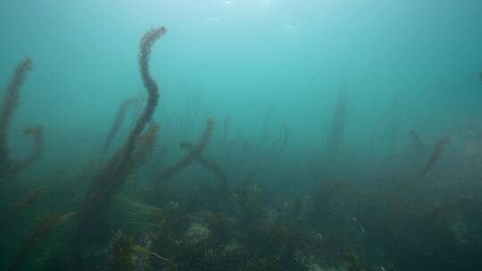 海底海草鱼类海洋生物