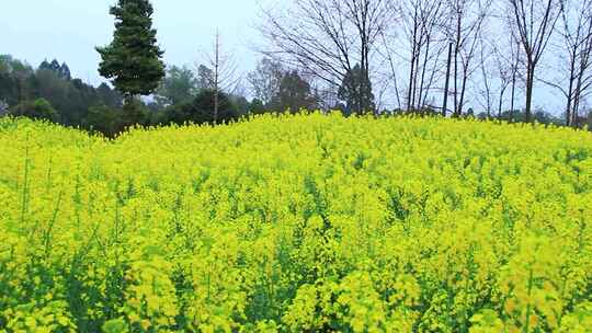 成片油菜花田与城市建筑相映成趣