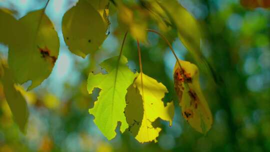 阳光下的树叶-被虫子吃掉的树叶特写
