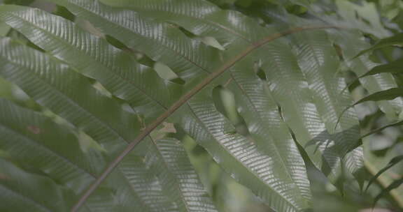 勐巴娜热带植物