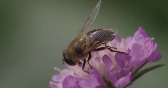 悬停苍蝇，花苍蝇，Syrphid苍蝇，昆