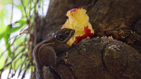 松鼠在树上啃食苹果视频素材模板下载