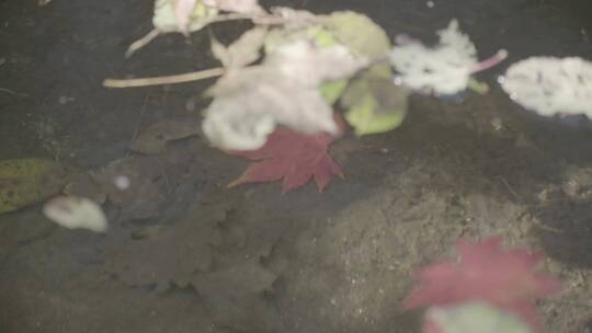 水面落叶水中枫叶LOG素材视频素材模板下载