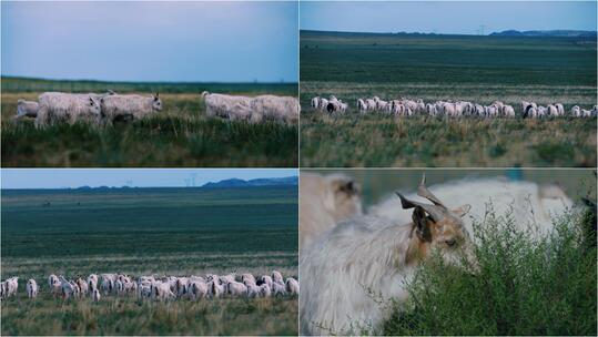 【合集】内蒙草原山羊羊群放牧
