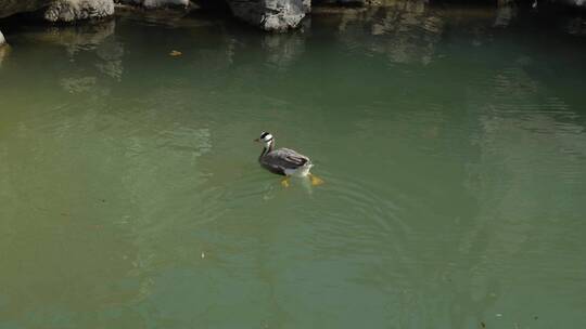 春天水中游动的鸭子斑头雁