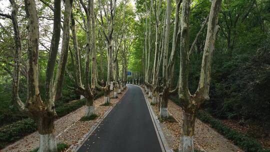 夏天的钟山风景区灵谷寺路