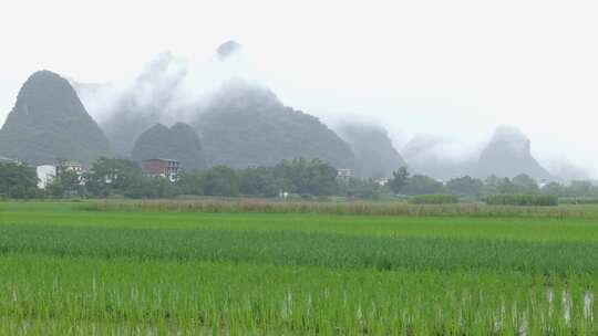 水田中稻苗生长的乡村自然景象