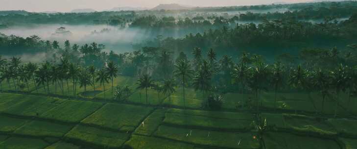 航拍海岛椰子树稻田清晨雾气日出丁达尔光