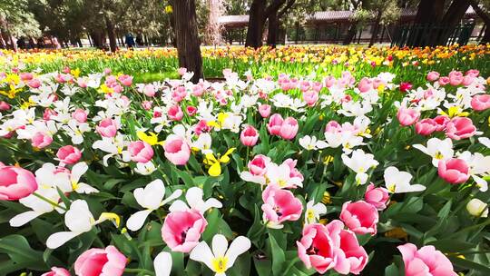 中山公园郁金香花盛开