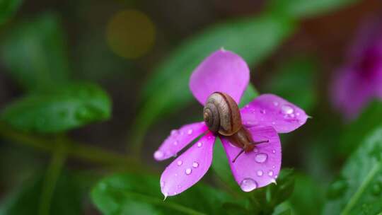 一只小蜗牛在花中
