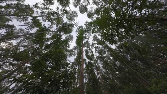 森林穿梭树林仰拍树木上升视角丛林原始森林视频素材模板下载