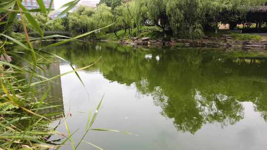 湖水湖面倒影和水面的水草