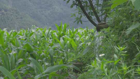 山区玉米地里的引水渠