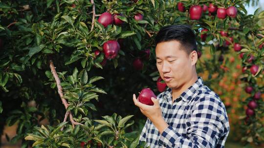 苹果果园摘苹果视频素材模板下载