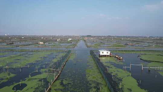 苏州阳澄湖大闸蟹养殖基地航拍