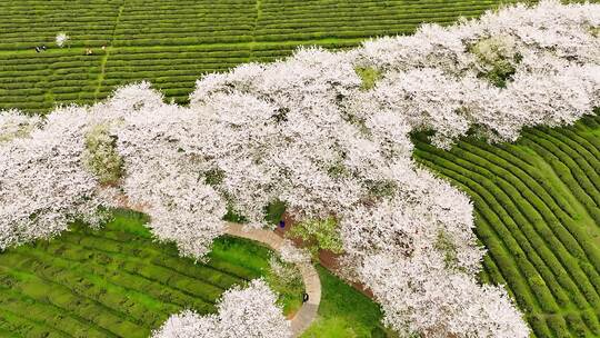 凤凰沟樱花10