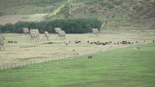 香格里拉西藏拉萨川西草原牧场农场放牧