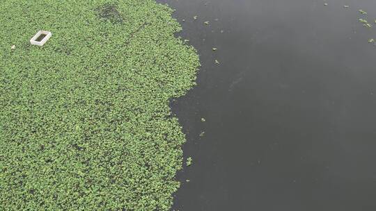 水上浮莲航拍