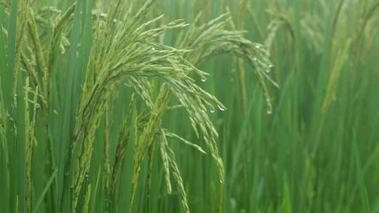 雨中的稻穗水稻特写雨露水珠田野